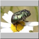 Cetonia aurata - Gemeiner Rosenkaefer 01b 18mm.jpg